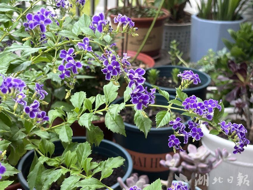 最新开户送白菜